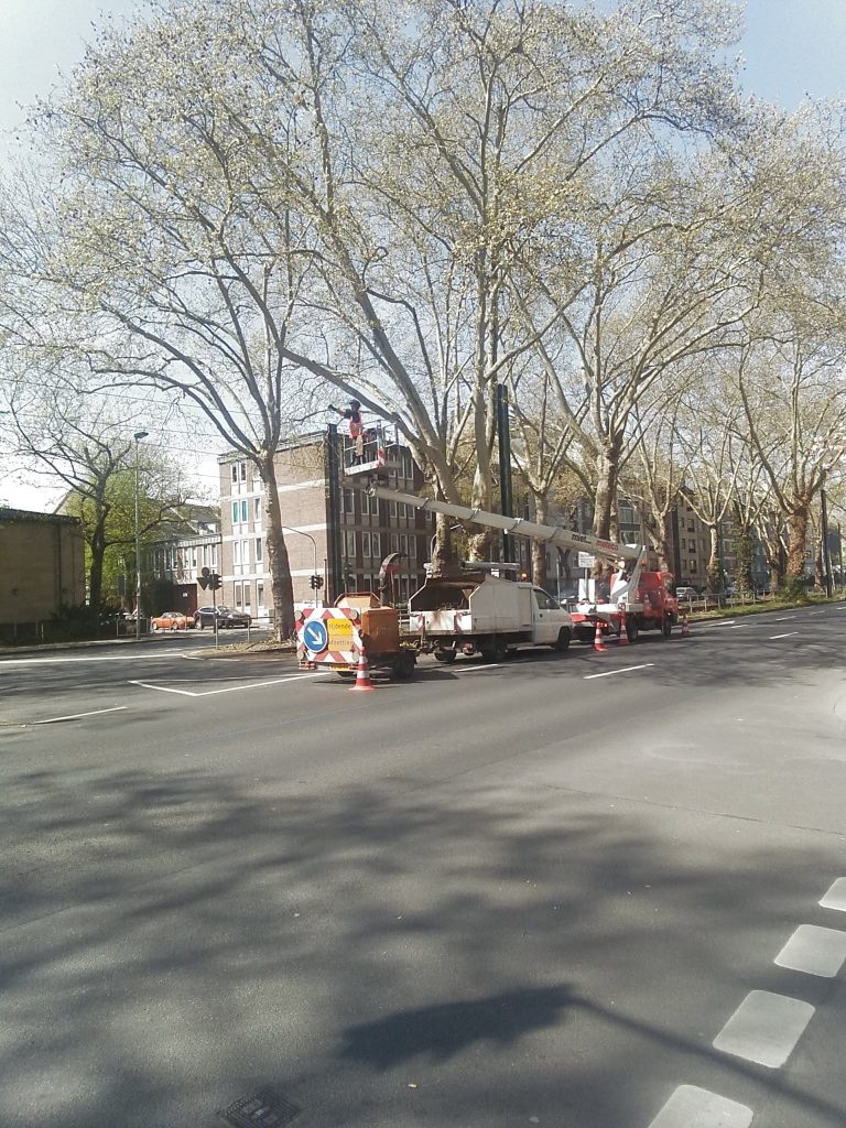 Boom verwijderen werk