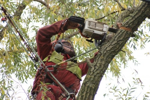 Dellepoort Boomverzorging